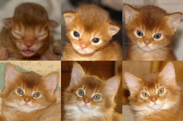 Kittenfoto's Hasy