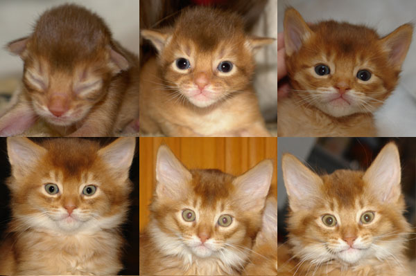 Kittenfoto's Heru