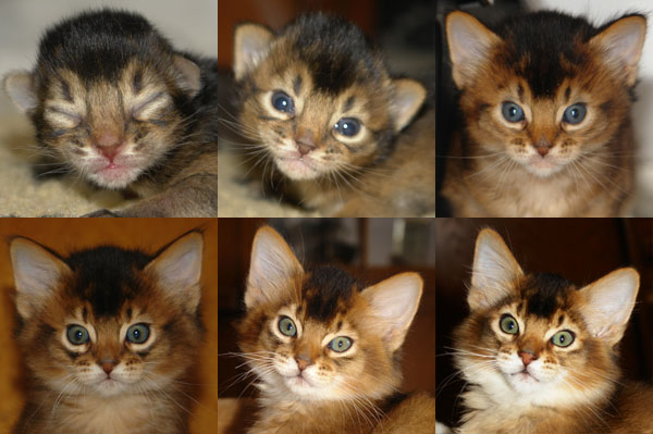 Kittenfoto's Houdini
